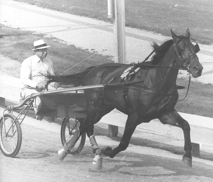 Image of SPEEDY CROWN