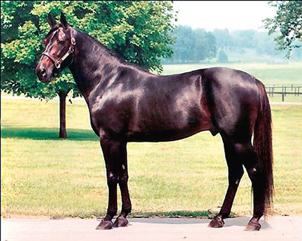 Image of STRIKING SAHBRA