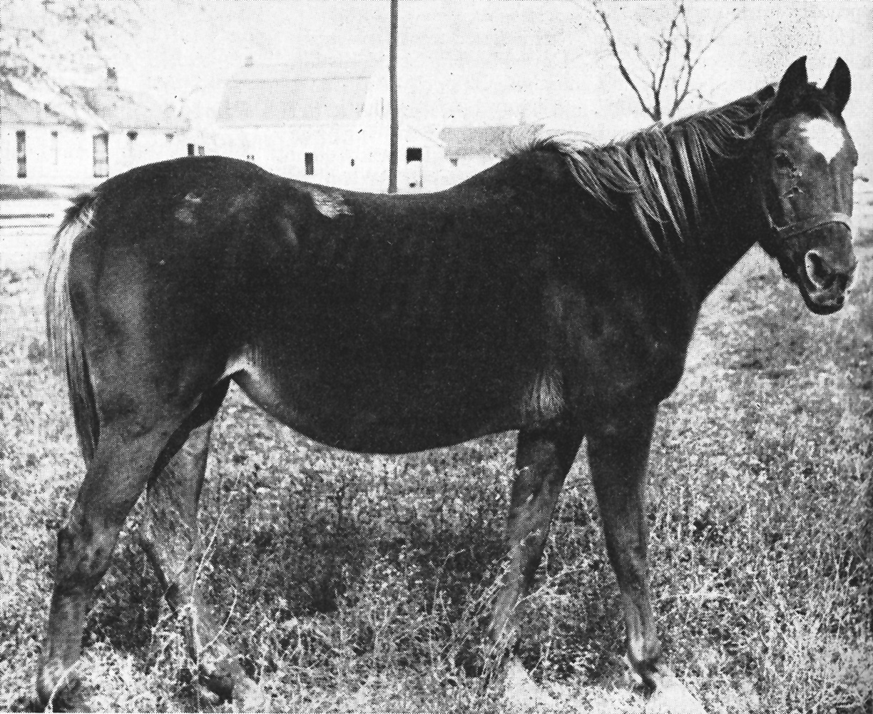 Image of BELLE MAHONE