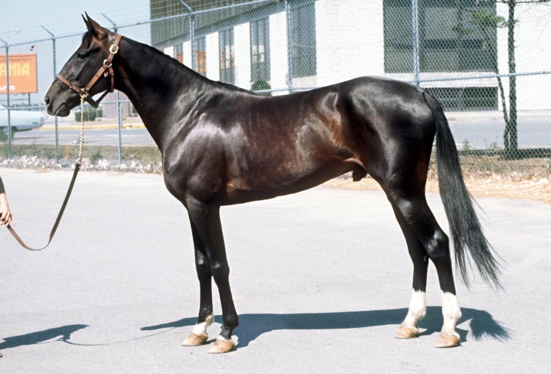 Image of DREAM OF GLORY