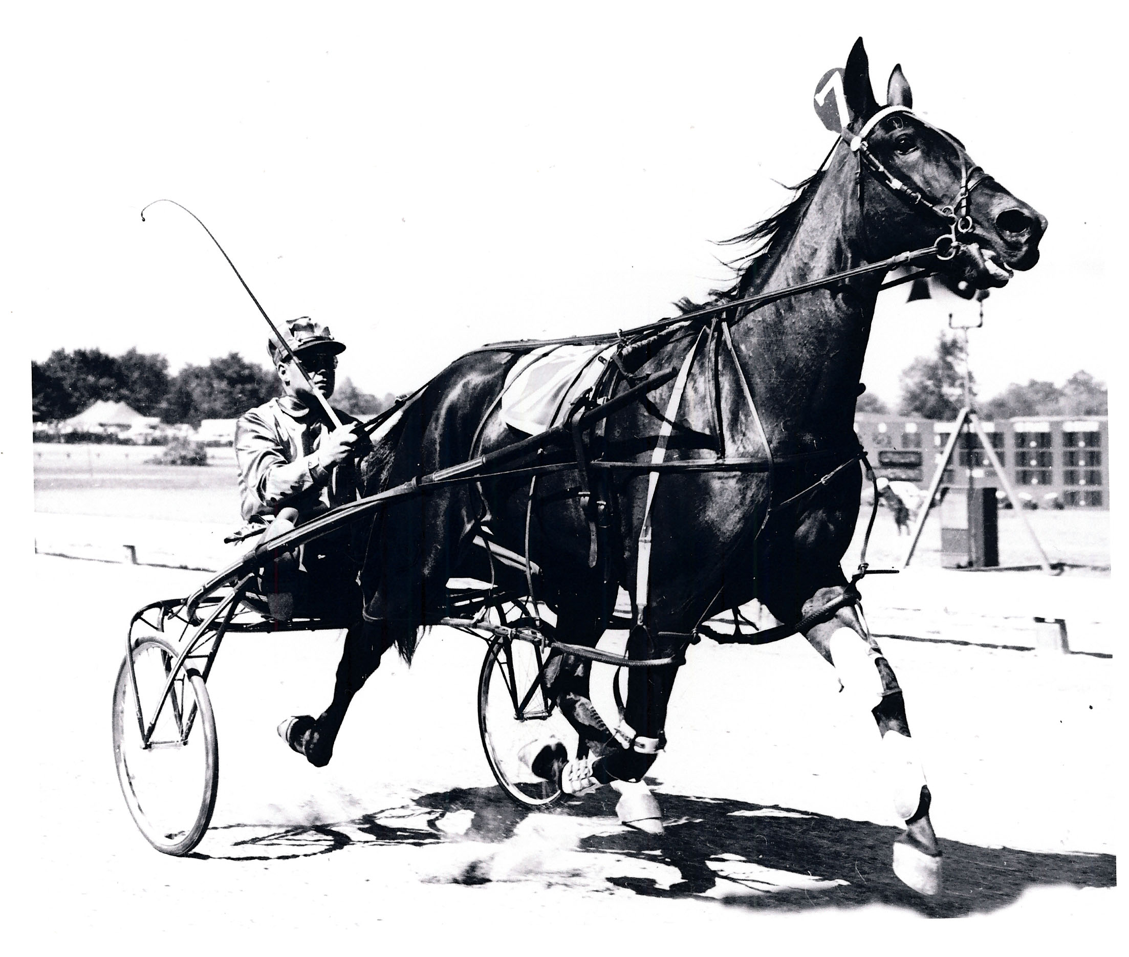 Image of COUNTESS VIVIAN